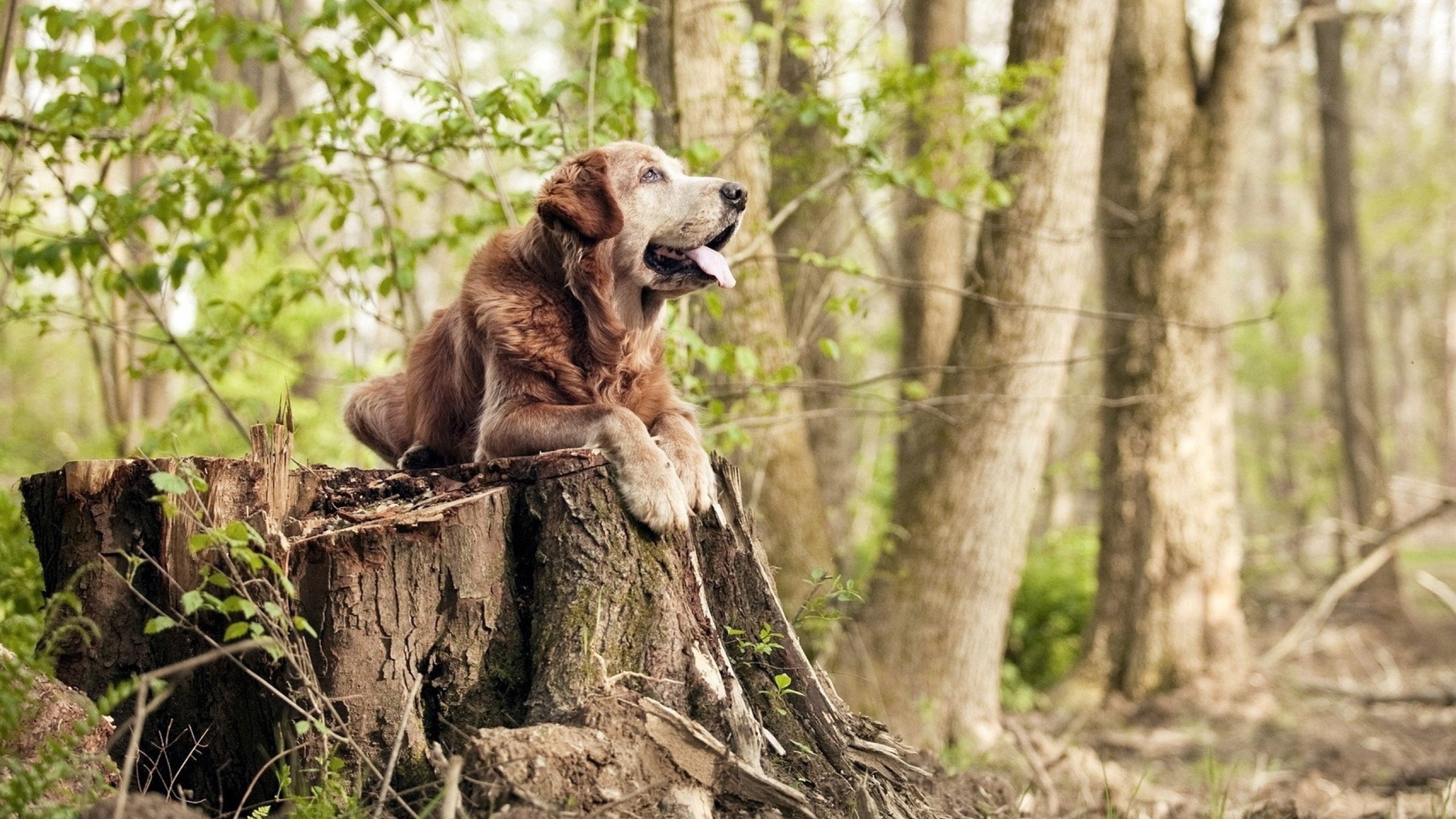 开云官方网页登录-传统台球与电子台球的融合探索，台球系统